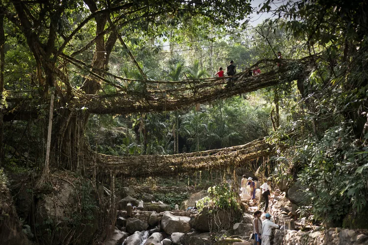 A living root bridge, robust, organic, and linking two banks across a chasm, with people finding their way across.